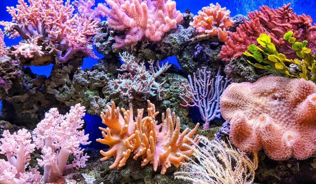 Plongée responsable : réduire son impact sur les océans