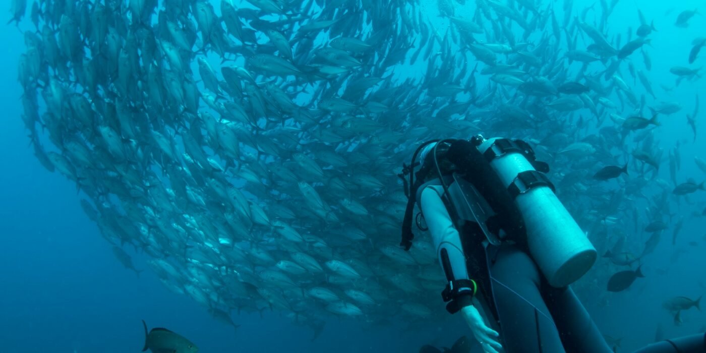 Que voir en plongée aux Philippines ?