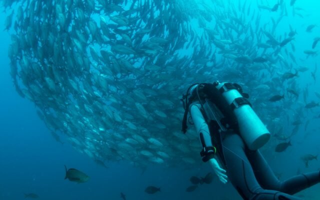 Que voir en plongée aux Philippines ?